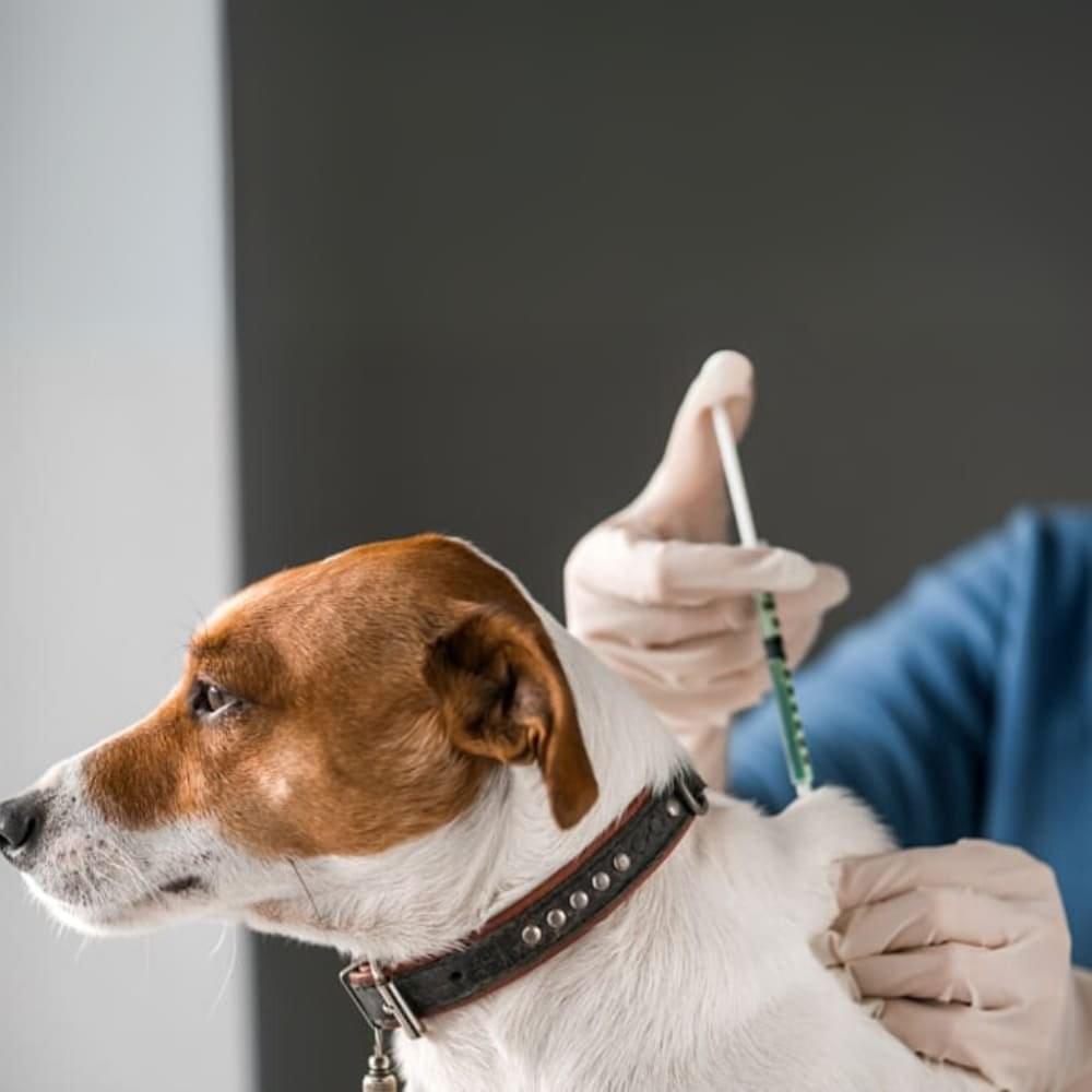 Vacina V10 - Imagem 1