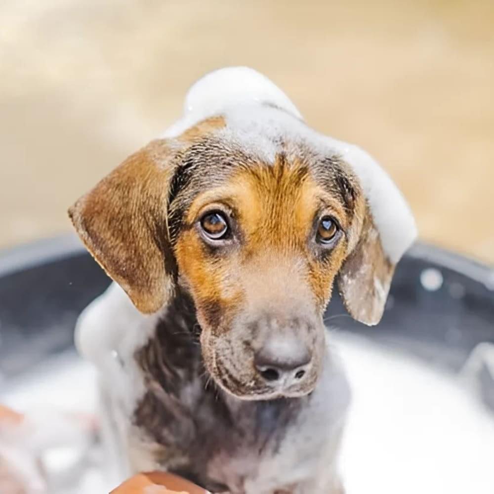 Item Higiênico - Imagem 1